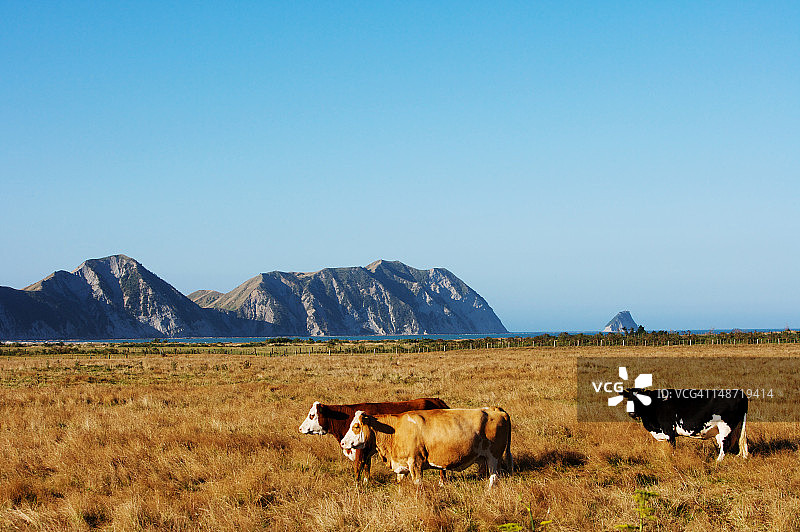田野里的牛群图片素材