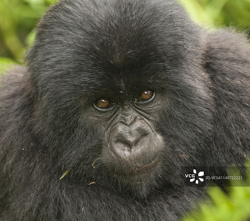 维龙加国家公园（火山国家公园）的阿马霍罗家族大猩猩图片素材