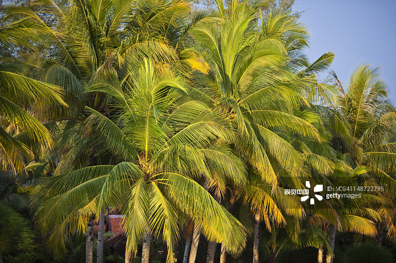 海滩上的棕榈树图片素材