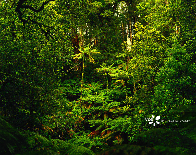 塔拉-布尔加国家公园塔拉谷的桫椤图片素材