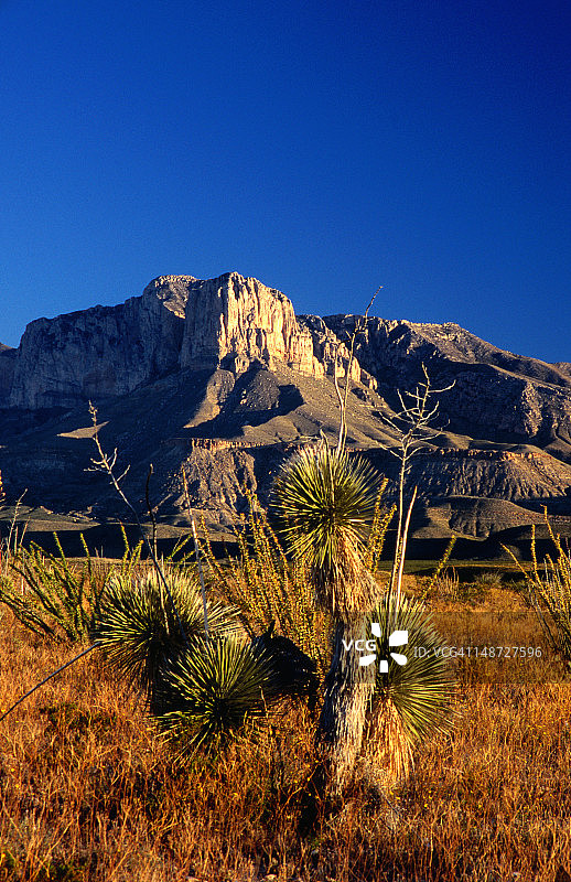 山脉背景，前景中的单棵树图片素材