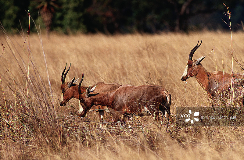 姆利卢瓦尼野生动物保护区内的非洲大羚羊群图片素材