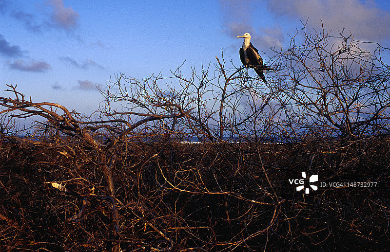 小军舰鸟幼鸟图片素材