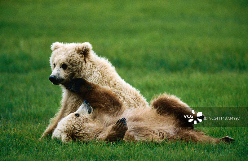 棕熊幼崽，哈罗湾图片素材