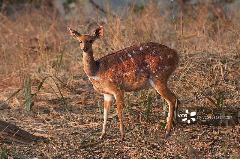 莫西奥图尼亚国家公园的非洲小羚羊图片素材