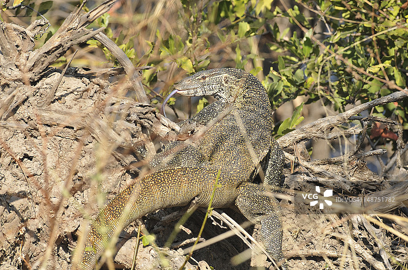 莫西奥图尼亚国家公园里的巨蜥图片素材