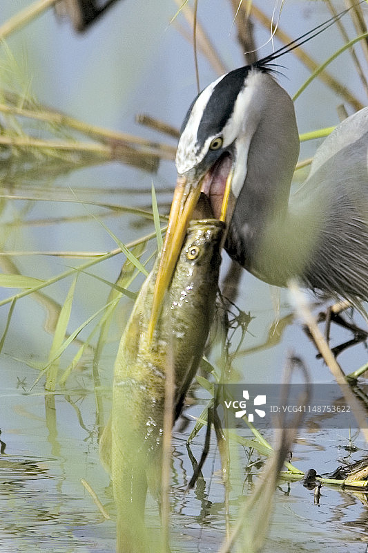 大蓝鹭捕鱼图片素材