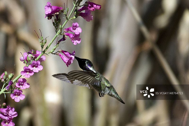 图森索诺拉沙漠博物馆的蜂鸟图片素材