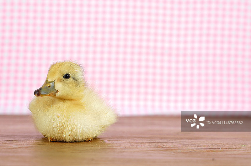 坐在木头上的幼鸭图片素材