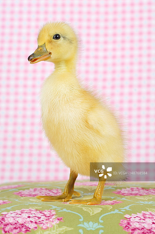 对着你微笑的小鸭子图片素材