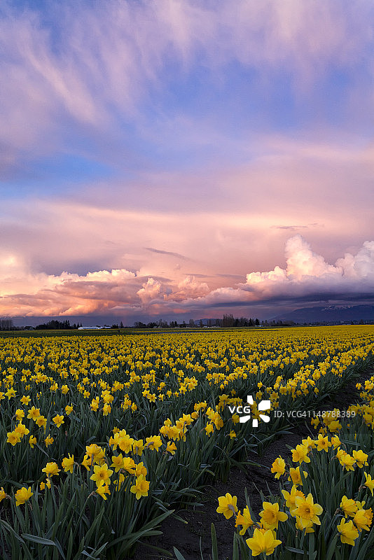 水仙花田日落图片素材