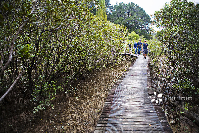 派希亚至奥普瓦步道入口处壮观的红树林景观图片素材