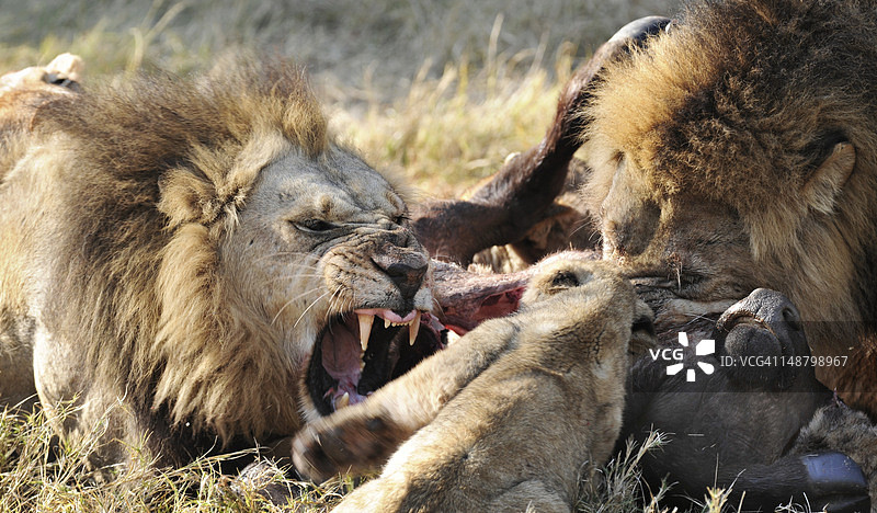 狮群(Panthera leo)正在吃小水牛(Syncerus caffer)。图片素材
