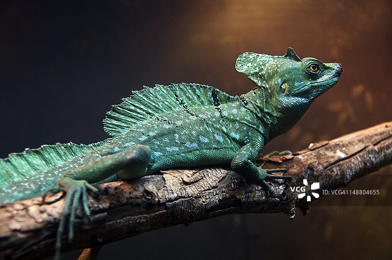 羽冠蜥蜴在树枝上图片素材