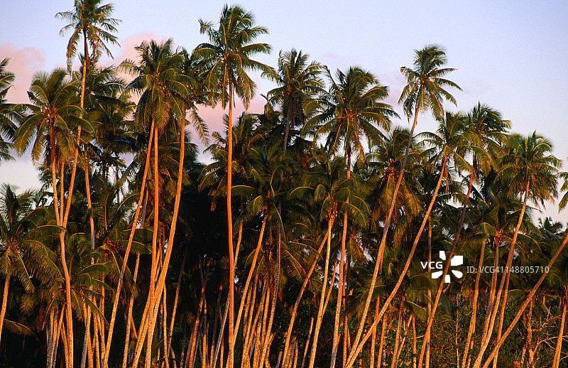 天堂海滩黄昏椰子树图片素材