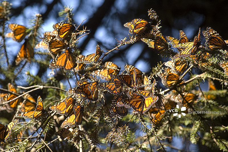 埃尔罗萨里奥帝王蝶保护区图片素材