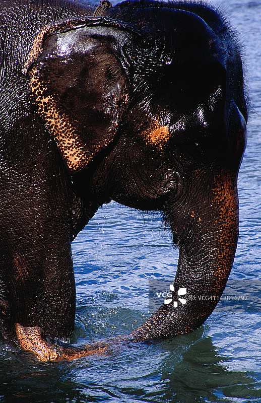 皇家奇特旺国家公园里洗澡的大象图片素材