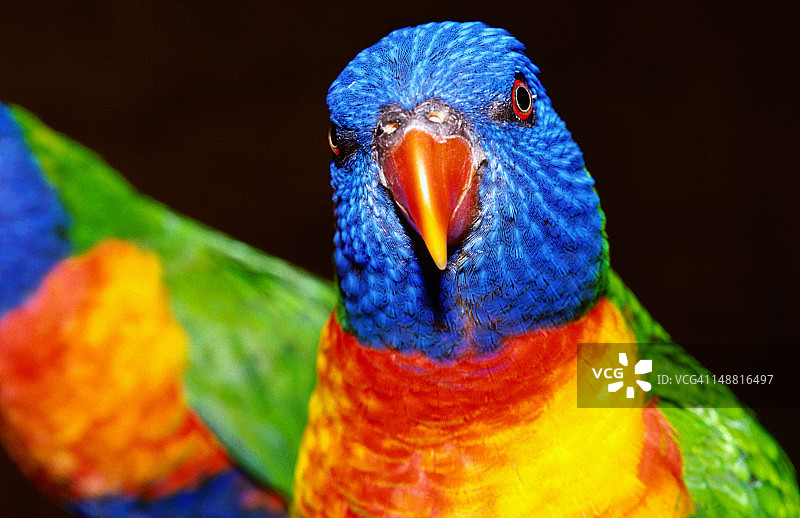 彩虹鹦鹉图片素材