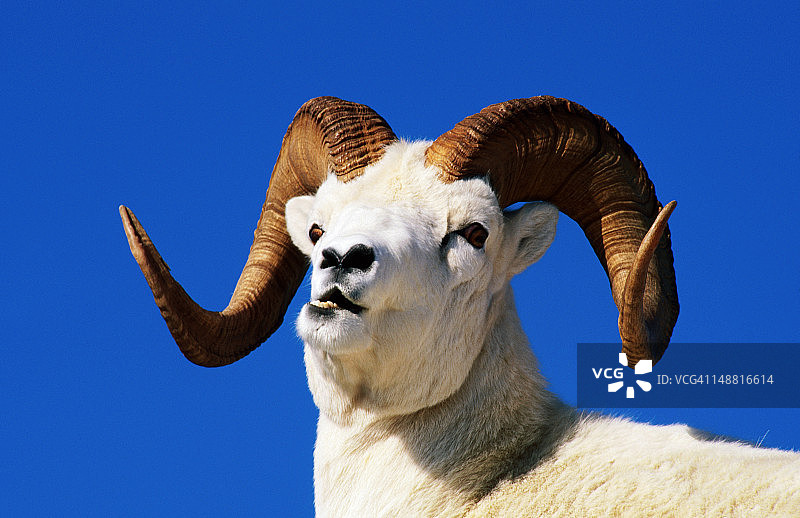 多尔大角羊图片素材