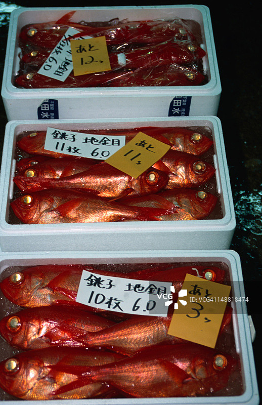 东京筑地鱼市出售的鱼图片素材