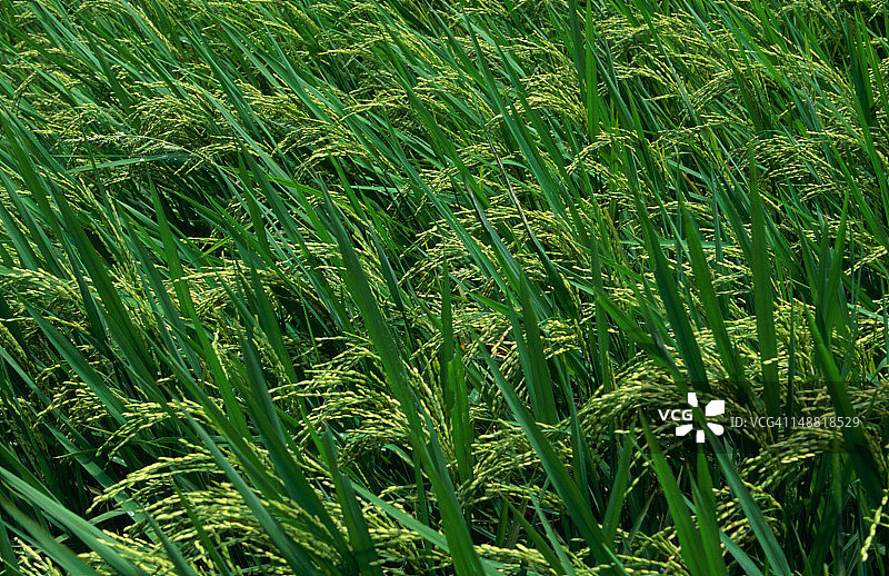 越南北部乡村的稻田图片素材