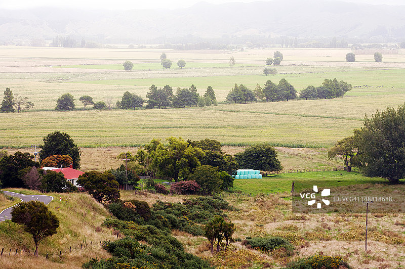 河滩上生长的玉米图片素材