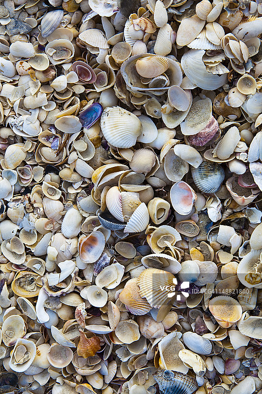 海滩上的贝壳图片素材