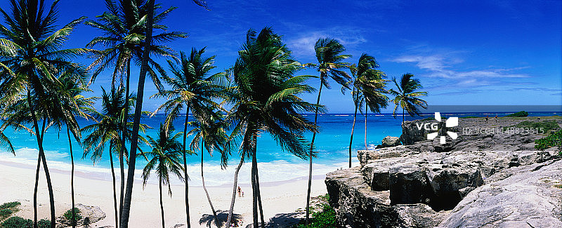 沿着博汤湾的椰子树图片素材