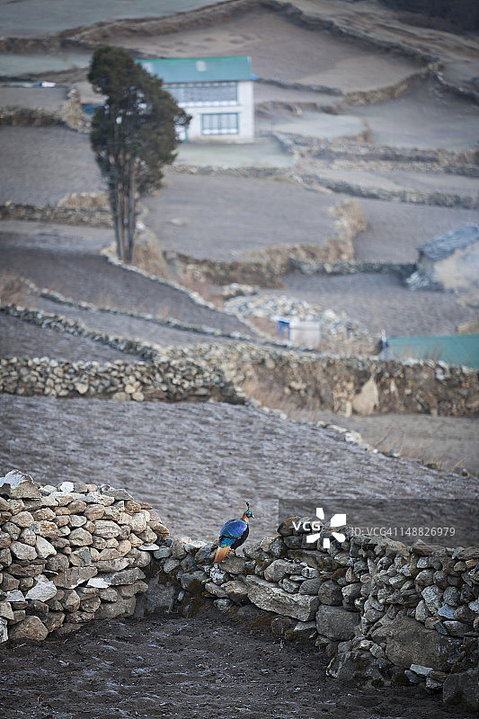喜马拉雅虹雉栖息在岩石露台上图片素材
