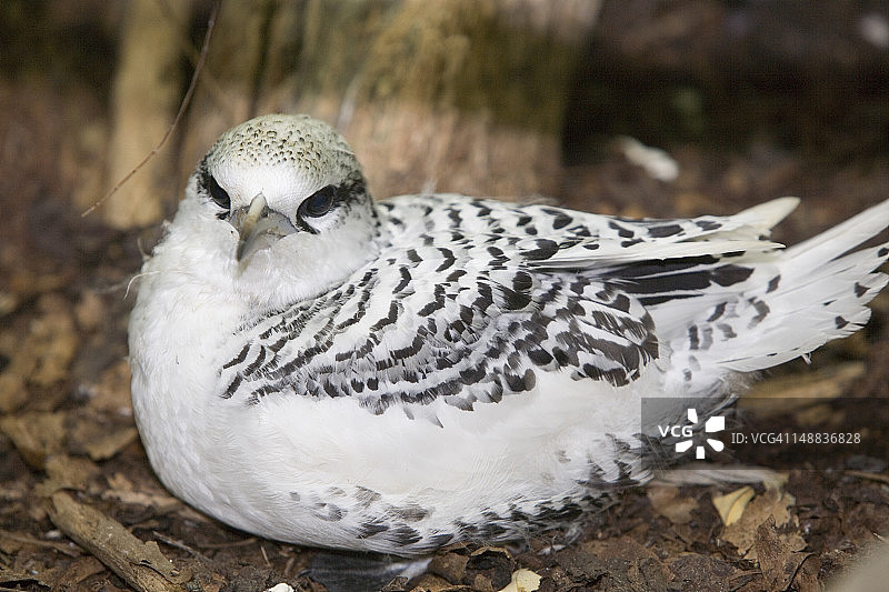 在普拉兰岛库赞岛特别保护区鸟巢中的白尾鹲图片素材