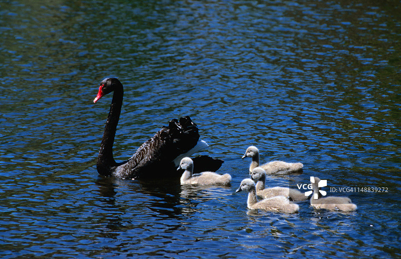 黑天鹅和幼 Swan 在墨尔本 South Yarra 郊区皇家植物园的湖中游弋图片素材