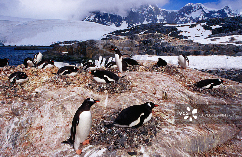 巴布亚企鹅栖息地，Jougla Point图片素材