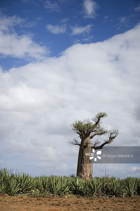 剑麻田里的猴面包树图片素材