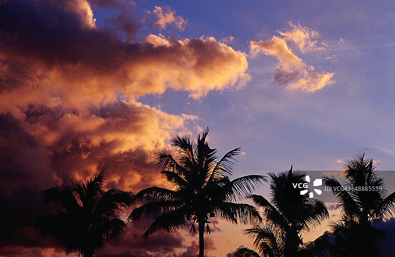 夕阳下Maho海滩的棕榈树剪影图片素材