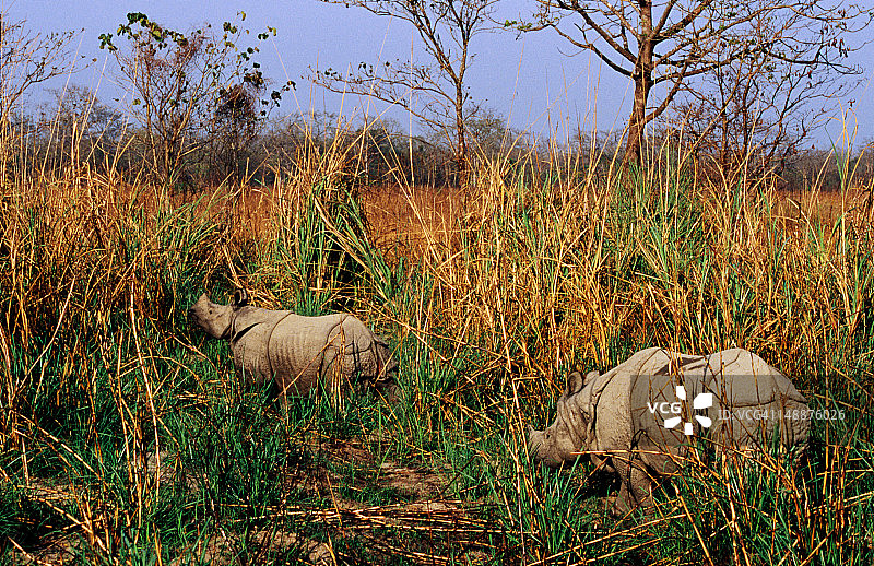 纳拉亚尼河漫滩象草中的亚洲独角犀图片素材
