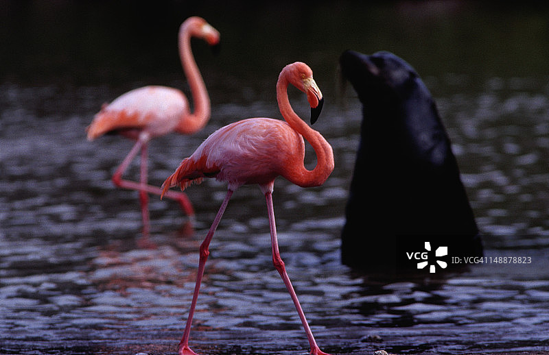 火烈鸟与加拉帕戈斯海狮在海滩后的咸水泻湖中图片素材