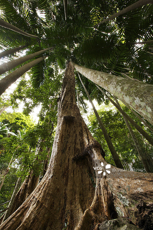 具有巨大板根的雨林树木图片素材