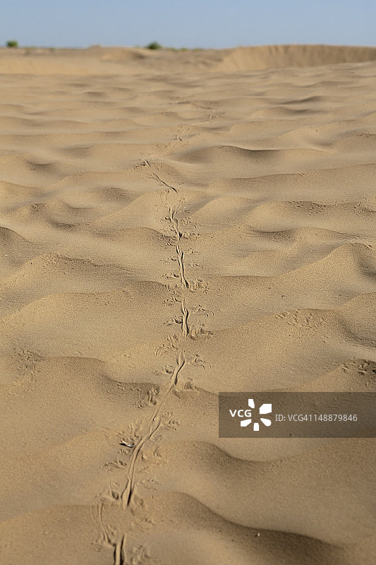 卡拉库姆沙漠中的蜥蜴足迹图片素材