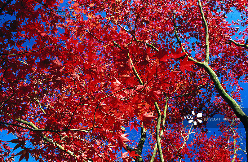 谢菲尔德公园花园中，紫红枫树的猩红色树冠图片素材