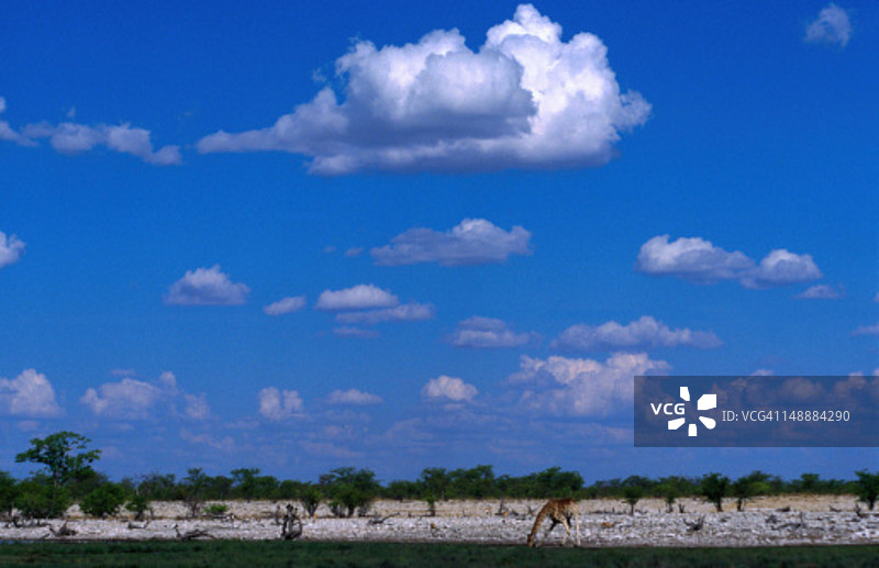 在埃托沙国家公园水坑喝水的长颈鹿图片素材