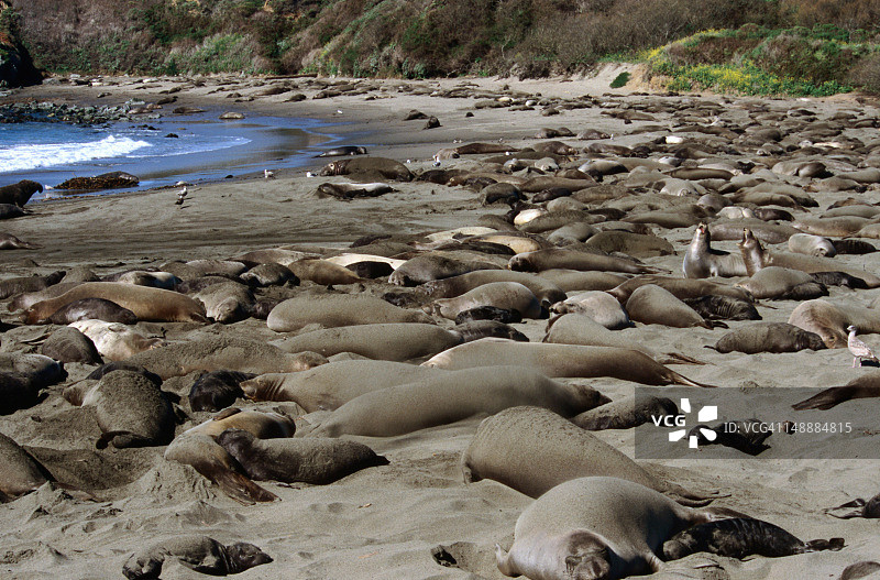 象海豹图片素材