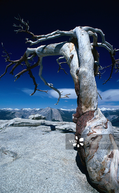 死亡的杰弗里松树(Pinus jeffrey)的粗糙树干位于哨兵穹顶(8122英尺)顶部，可俯瞰优胜美地国家公园的山脉图片素材