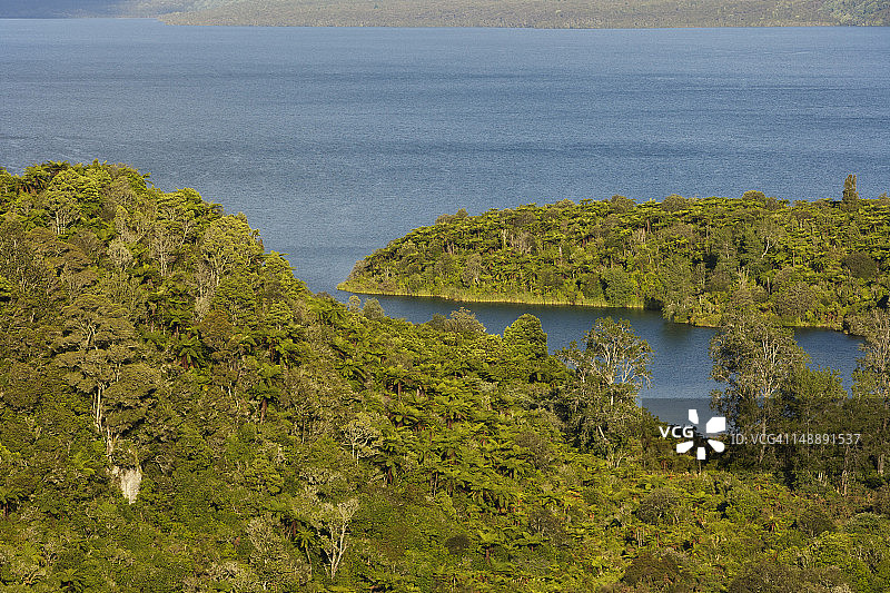 塔拉威拉湖畔的森林图片素材