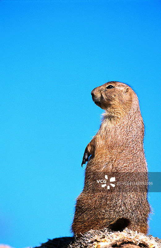 黑尾草原犬鼠，亚利桑那-索诺拉沙漠博物馆图片素材
