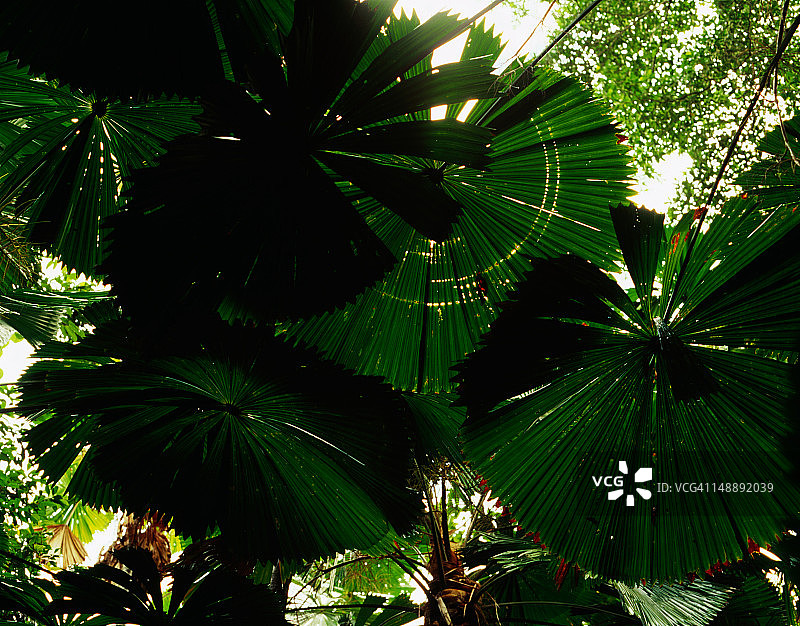 丹翠雨林中的棕榈树叶图片素材