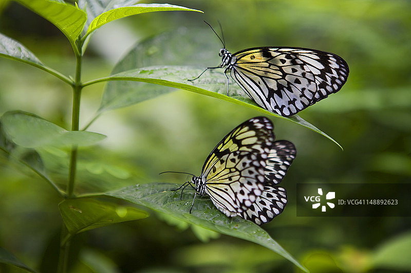 圣淘沙岛蝴蝶园和昆虫王国。图片素材
