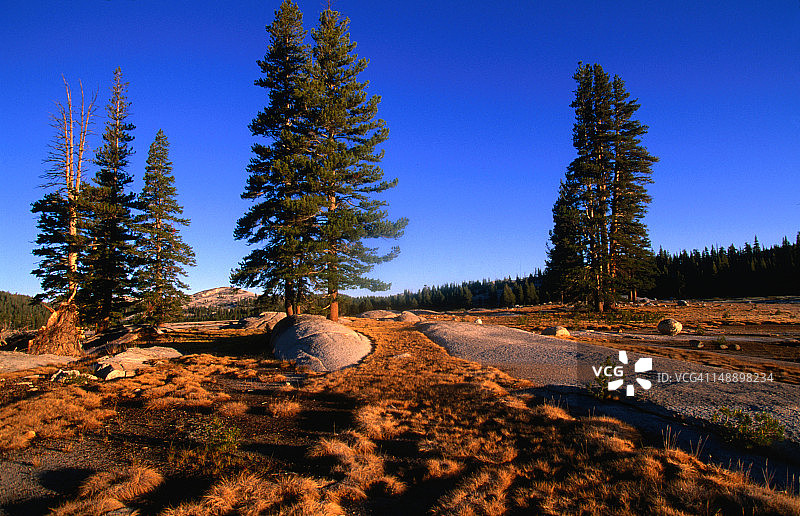 图奥勒米草甸：加利福尼亚州优胜美地国家公园亚高山草甸图片素材