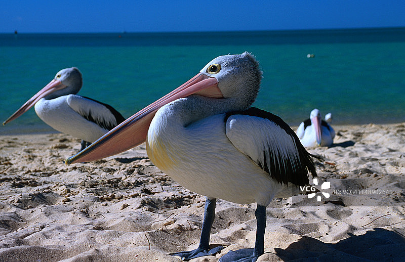 猴子米亚岸边的鹈鹕图片素材