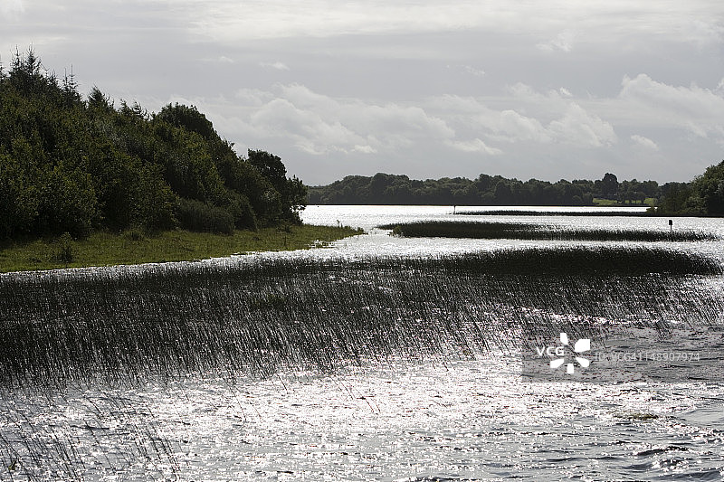 香农河上的芦苇。图片素材