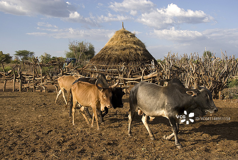 奥莫山谷哈默部落的牛群图片素材